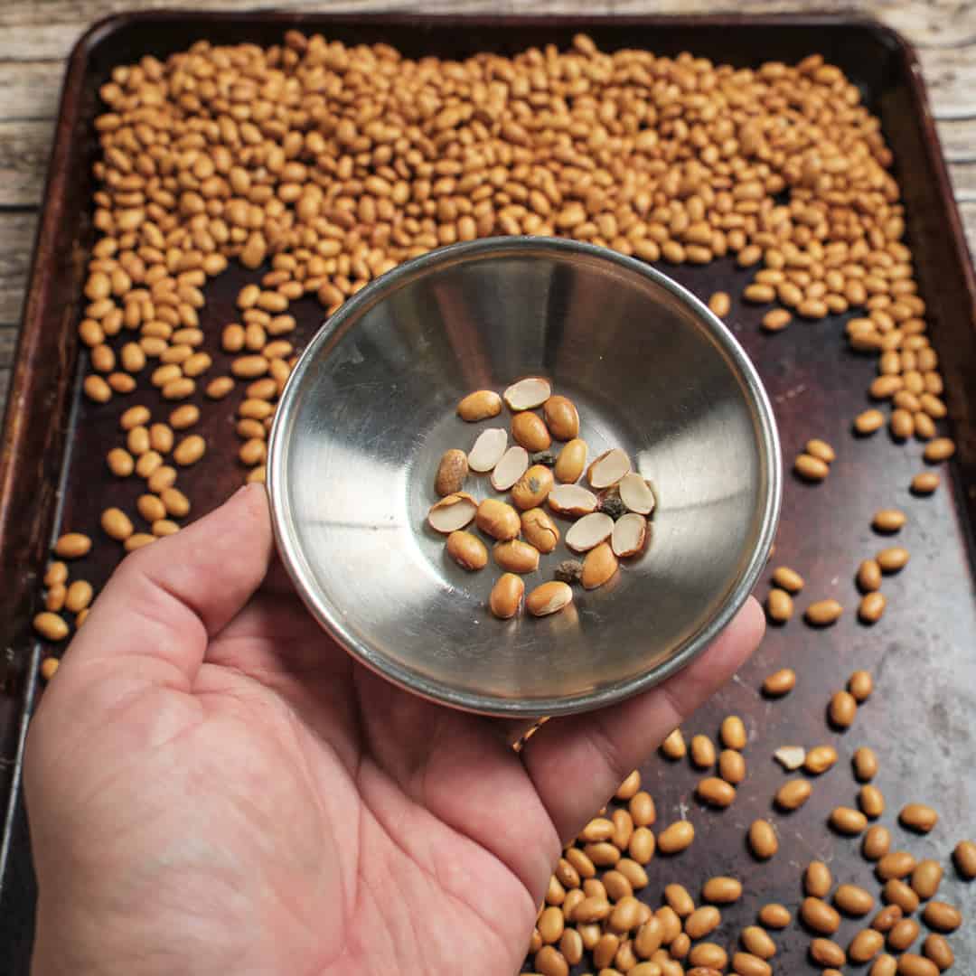 Broken beans and stones found while sorting buckeye beans